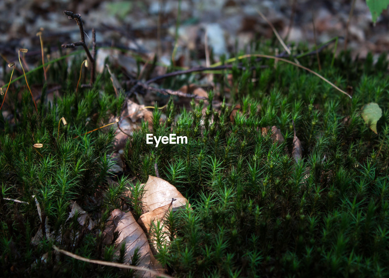 High angle view of grass growing on field