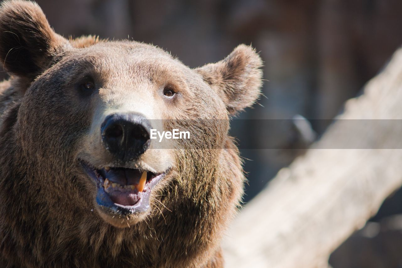 Close-up portrait of bear