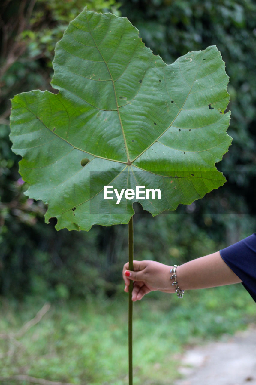 Close-up of hand holding leaves