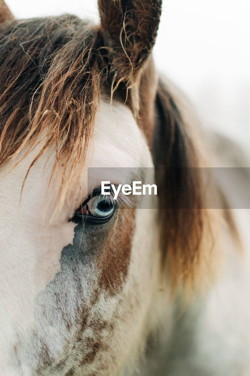 Horse's blue eye