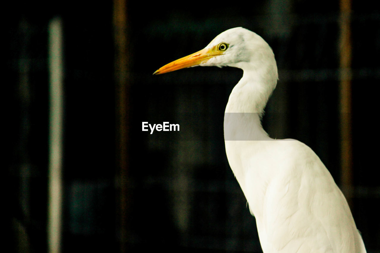 CLOSE-UP OF A DUCK