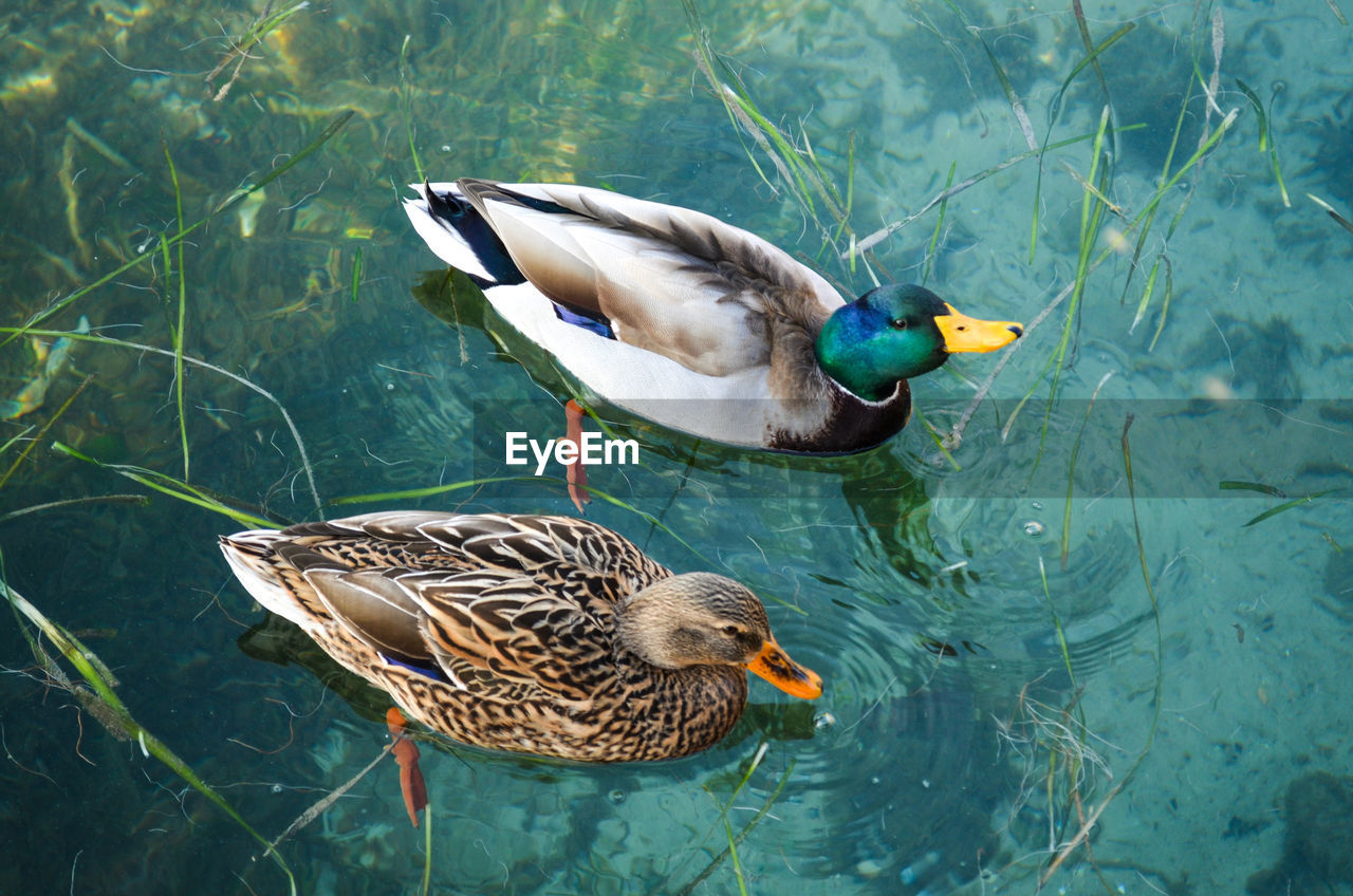 High angle view of mallard ducks swimming on lake