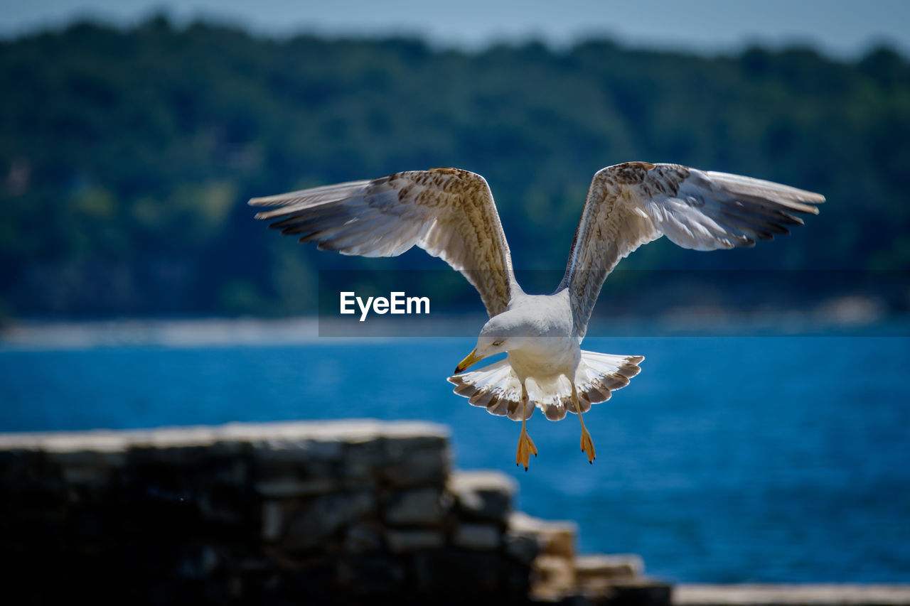 Seagull flying over sea