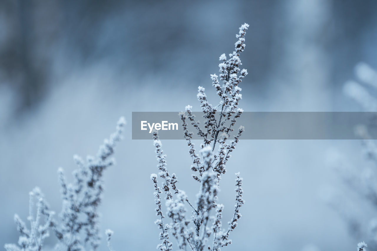 Close-up of frozen plant