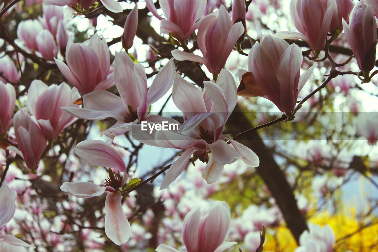 Close-up of pink flowers on tree