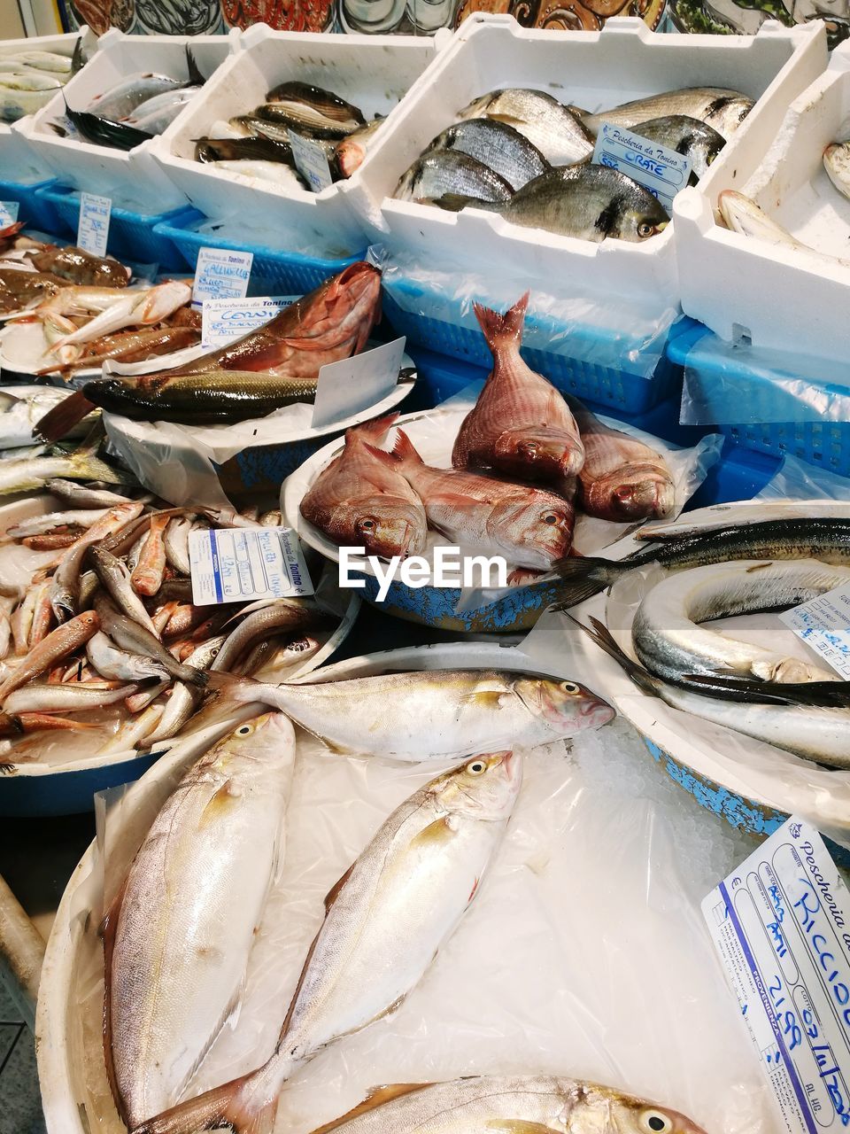 High angle view of fish for sale at market