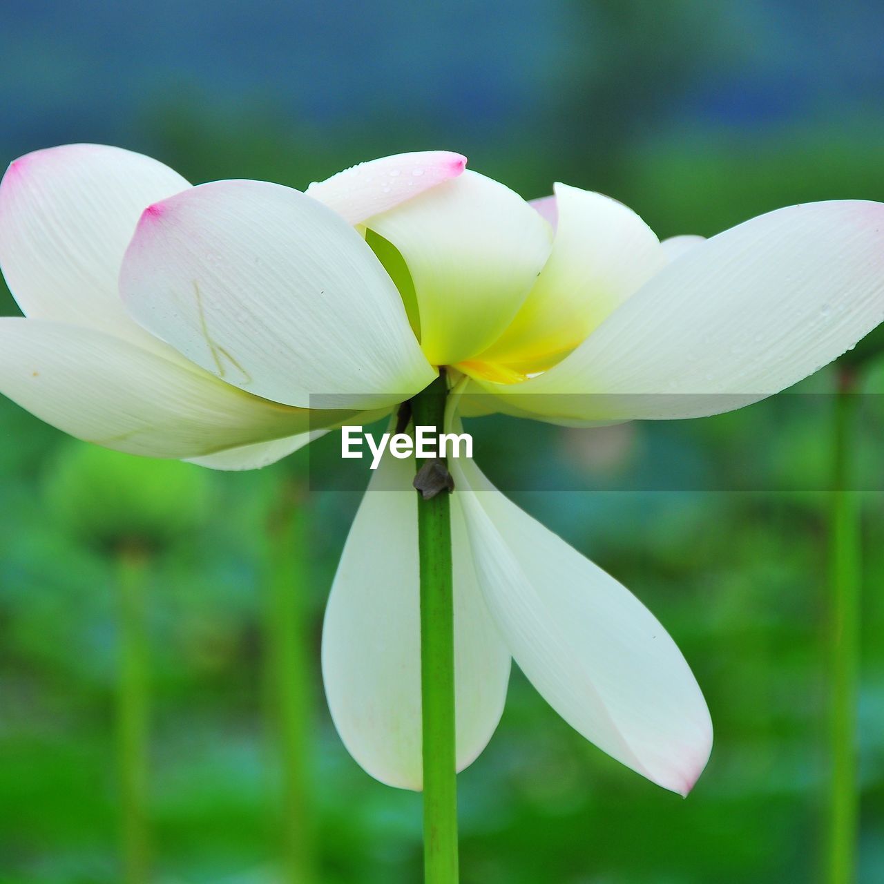 Close-up of white flowers blooming outdoors