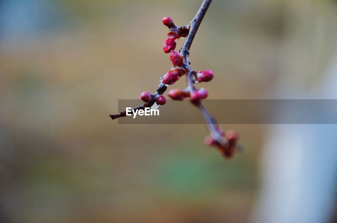 Close-up of buds growing outdoors