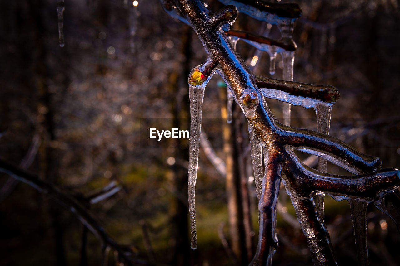 CLOSE-UP OF ICICLES ON TREE BRANCH