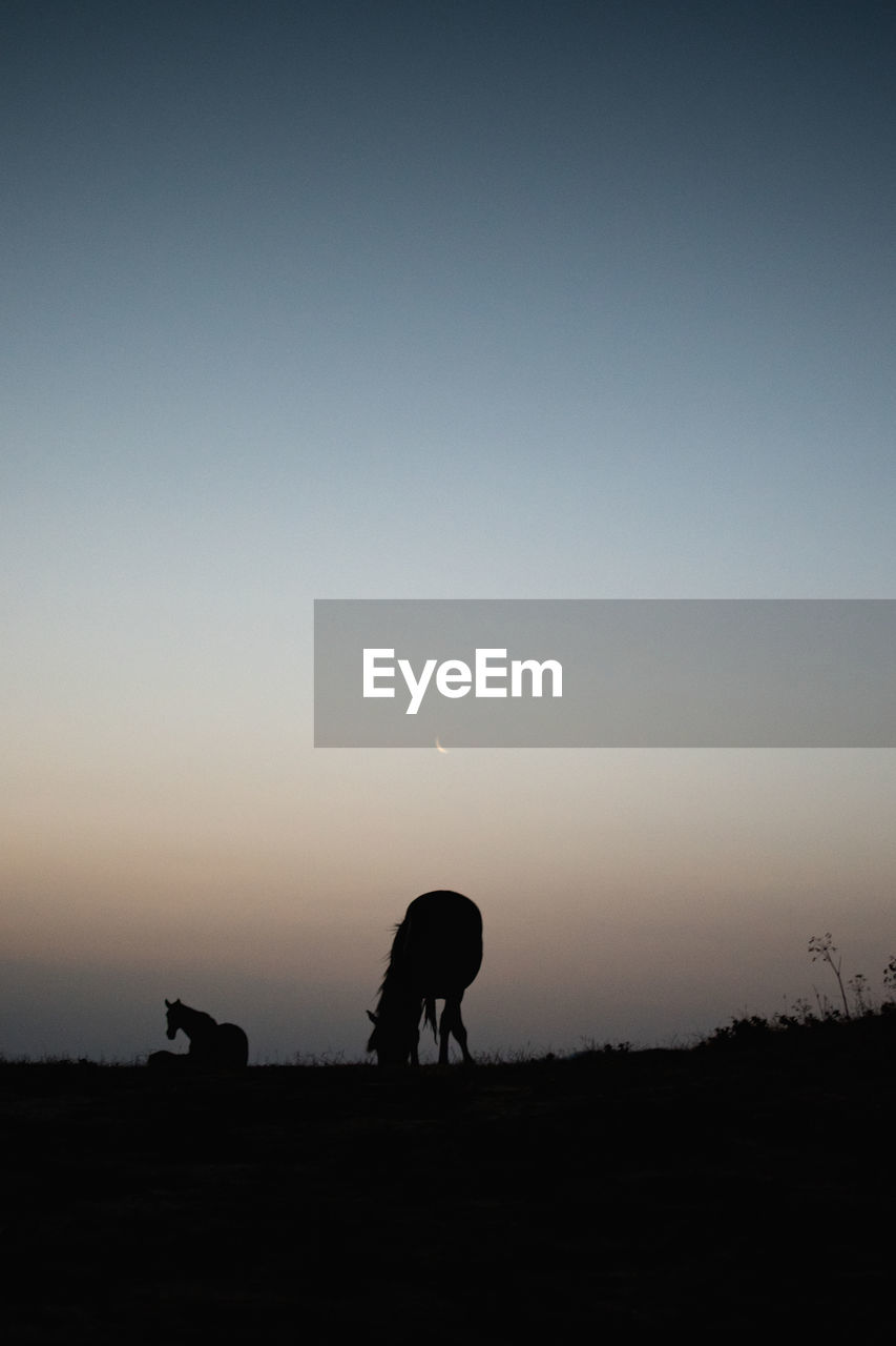 SILHOUETTE HORSE ON FIELD DURING SUNSET