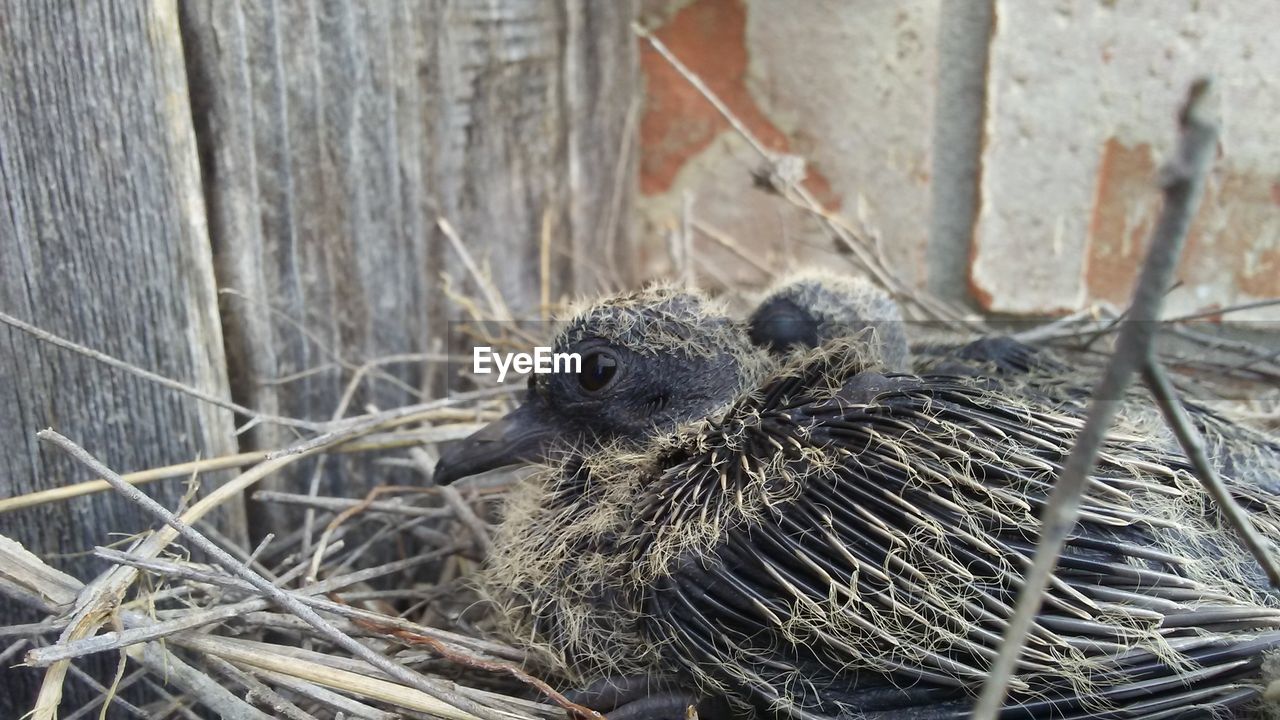 CLOSE-UP OF YOUNG BIRD ON NEST