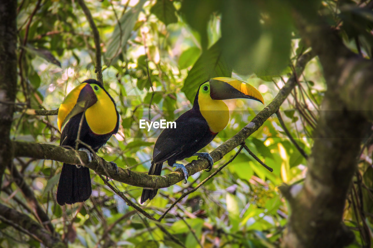 Low angle view of bird perching on tree