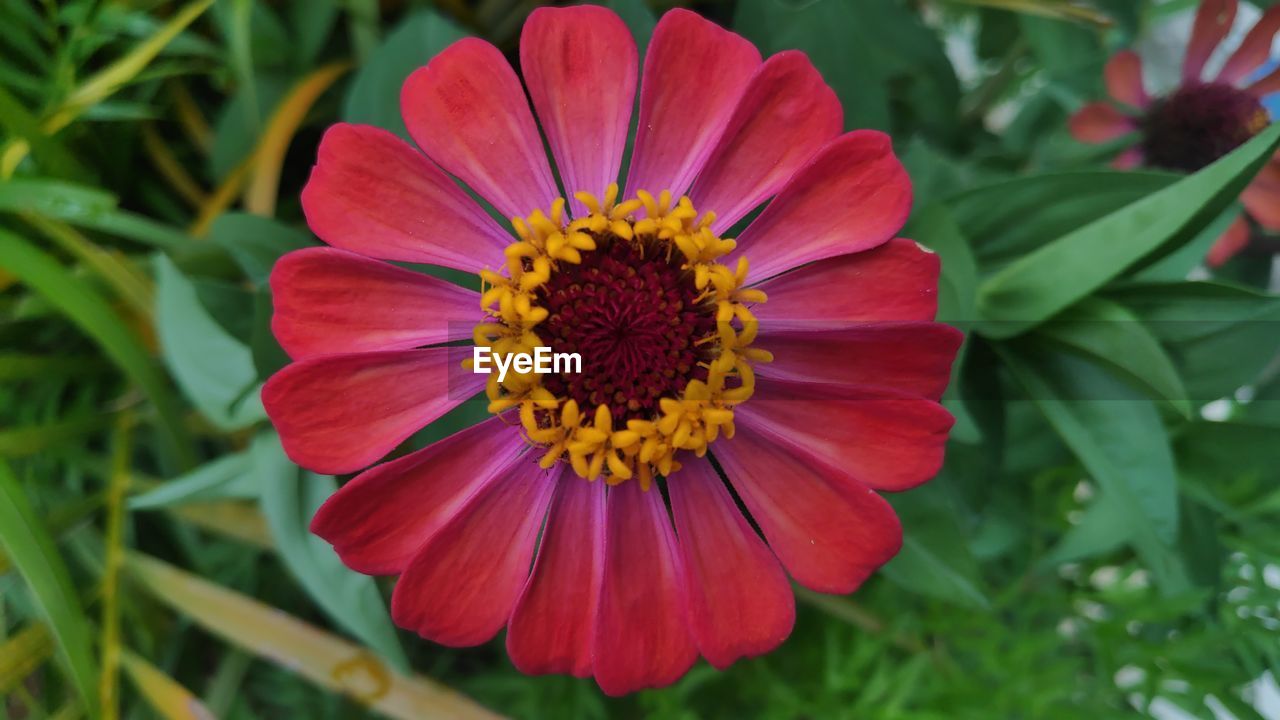 CLOSE-UP OF FLOWER WITH RED PETALS