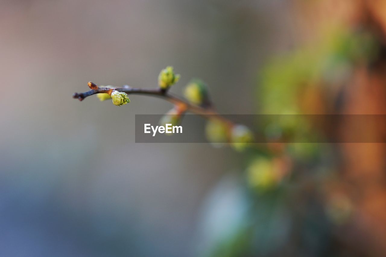 Close-up of flower buds growing outdoors