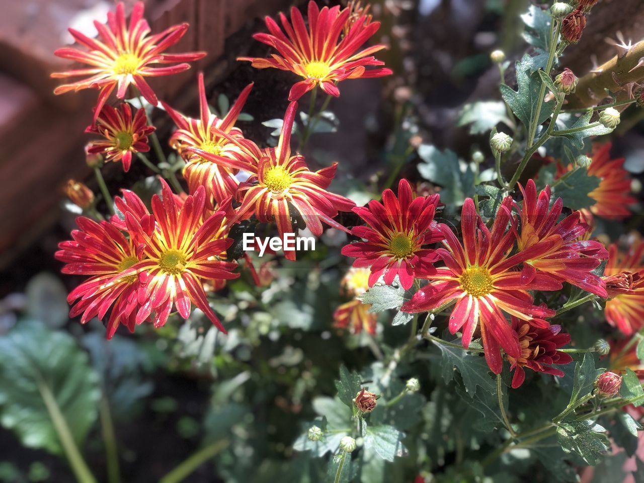 CLOSE-UP OF RED FLOWERS