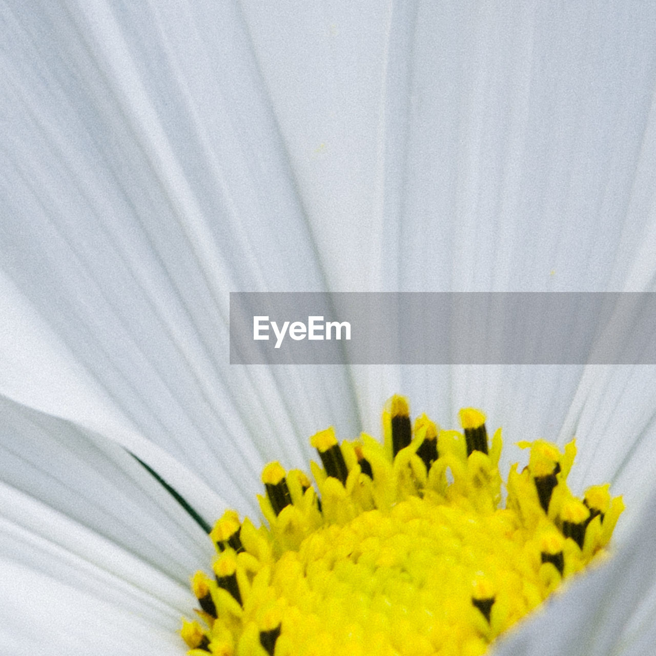 Close-up of yellow flowers