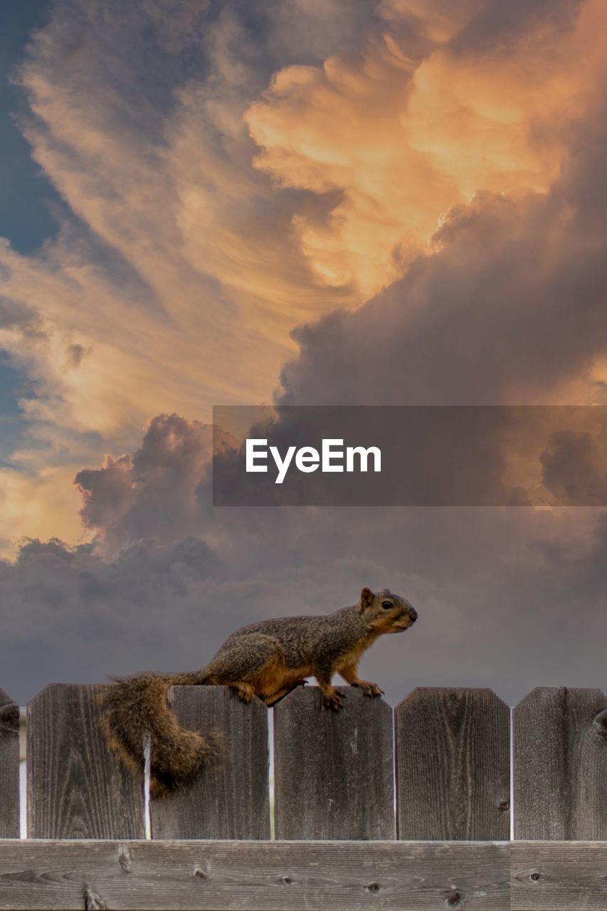 side view of a fox on field against sky during sunset