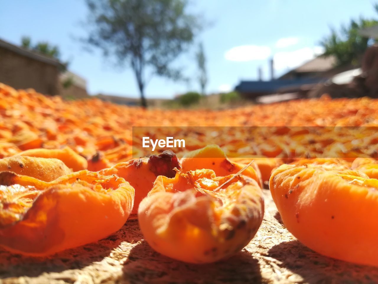 Close-up of orange fruits on field