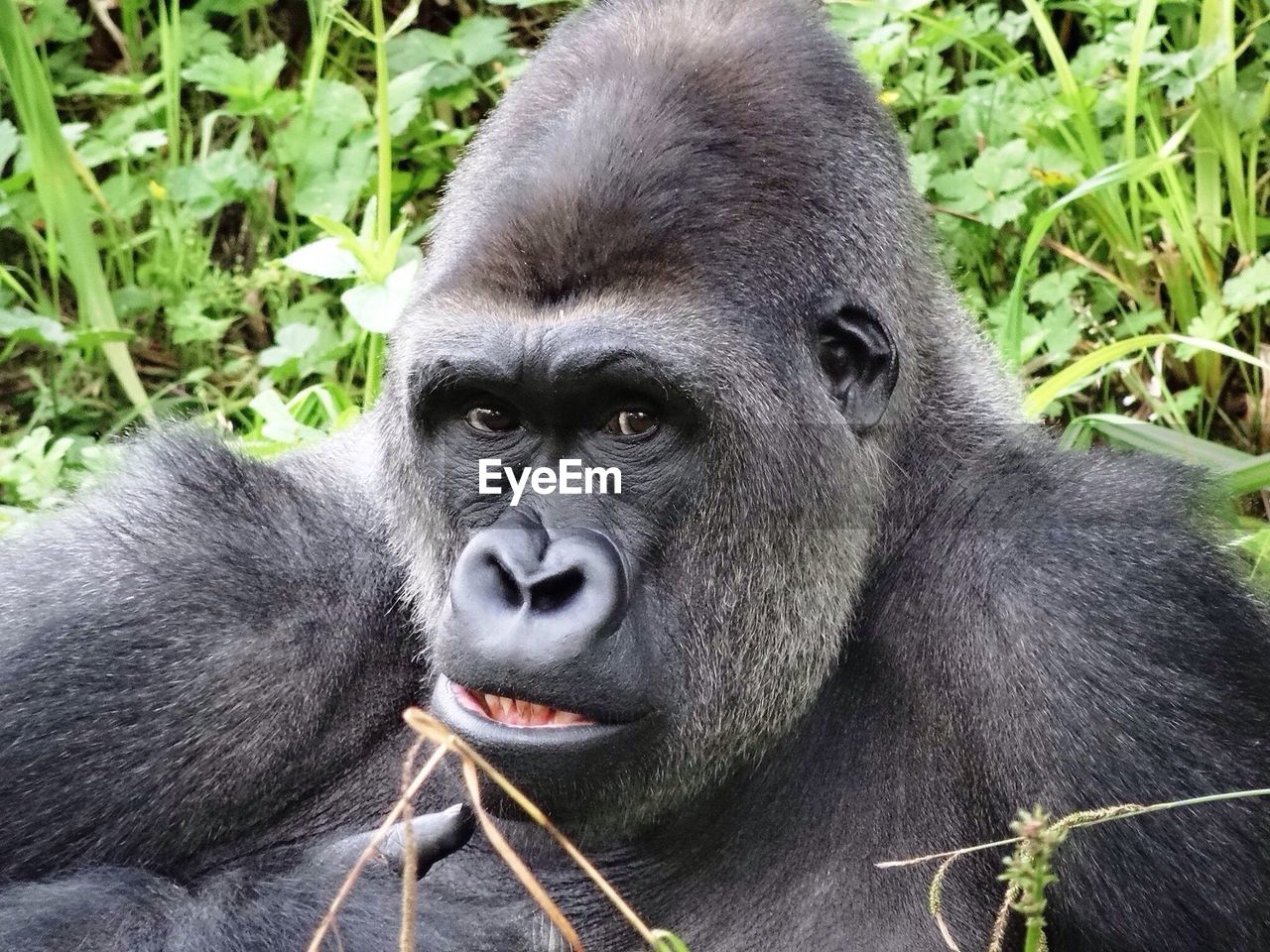 Portrait of gorilla in forest