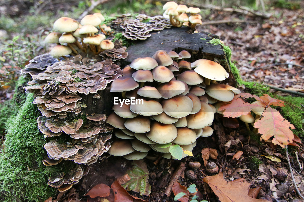 CLOSE-UP OF MUSHROOMS GROWING ON LAND