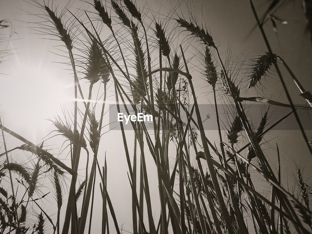 CLOSE-UP OF PLANT AGAINST SKY