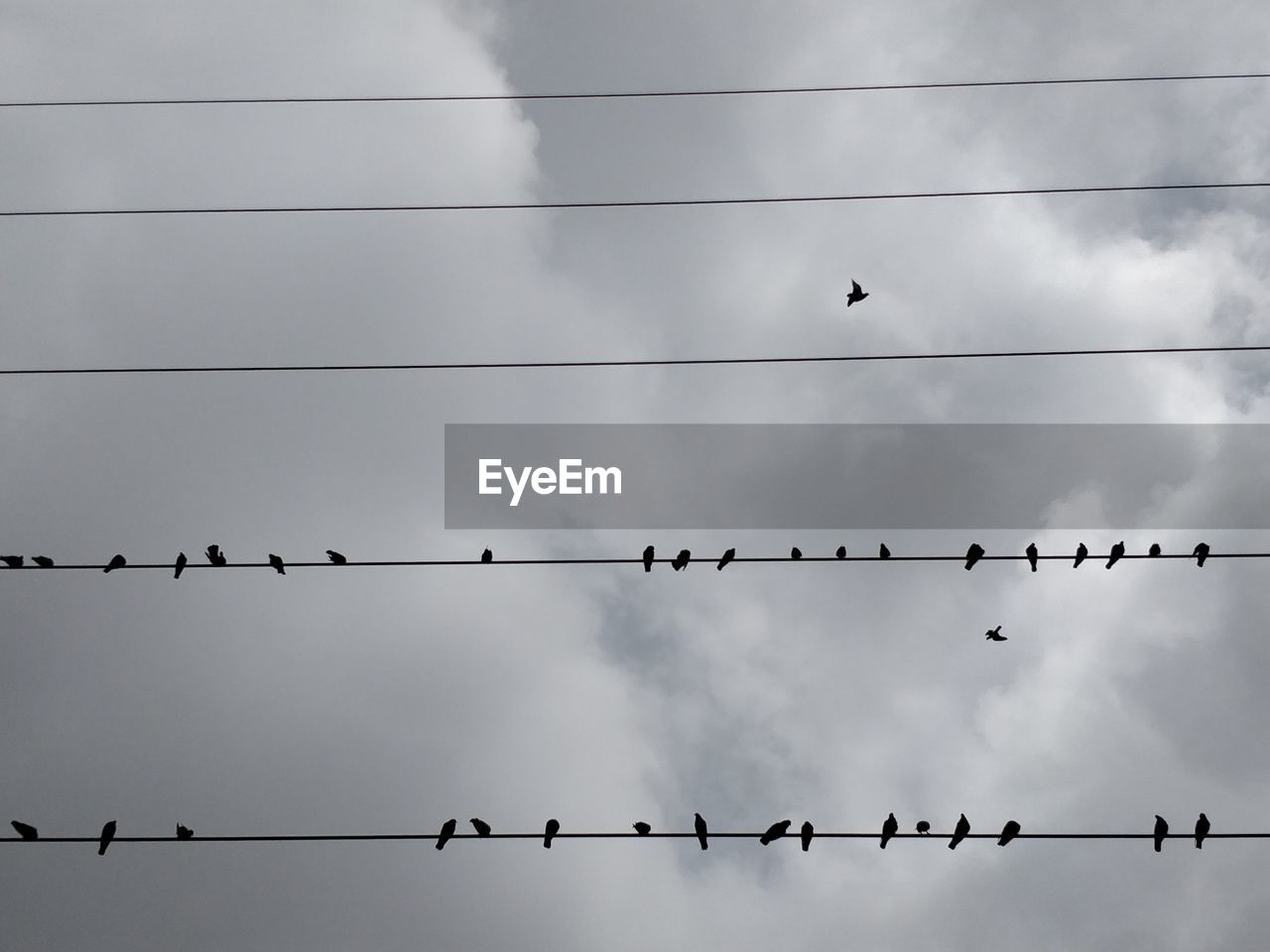 Low angle view of birds perching on cable