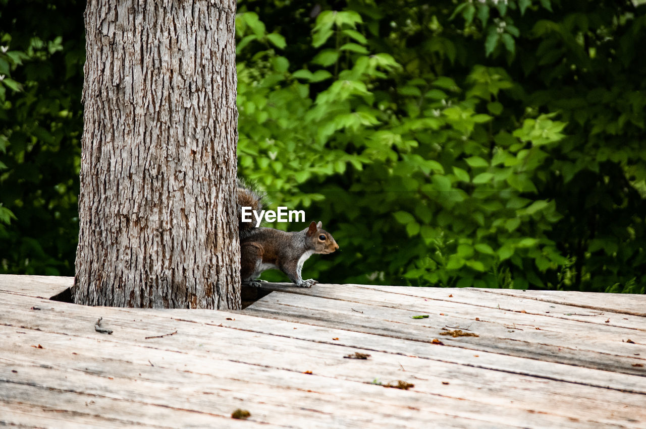 SQUIRREL ON WOODEN TREE
