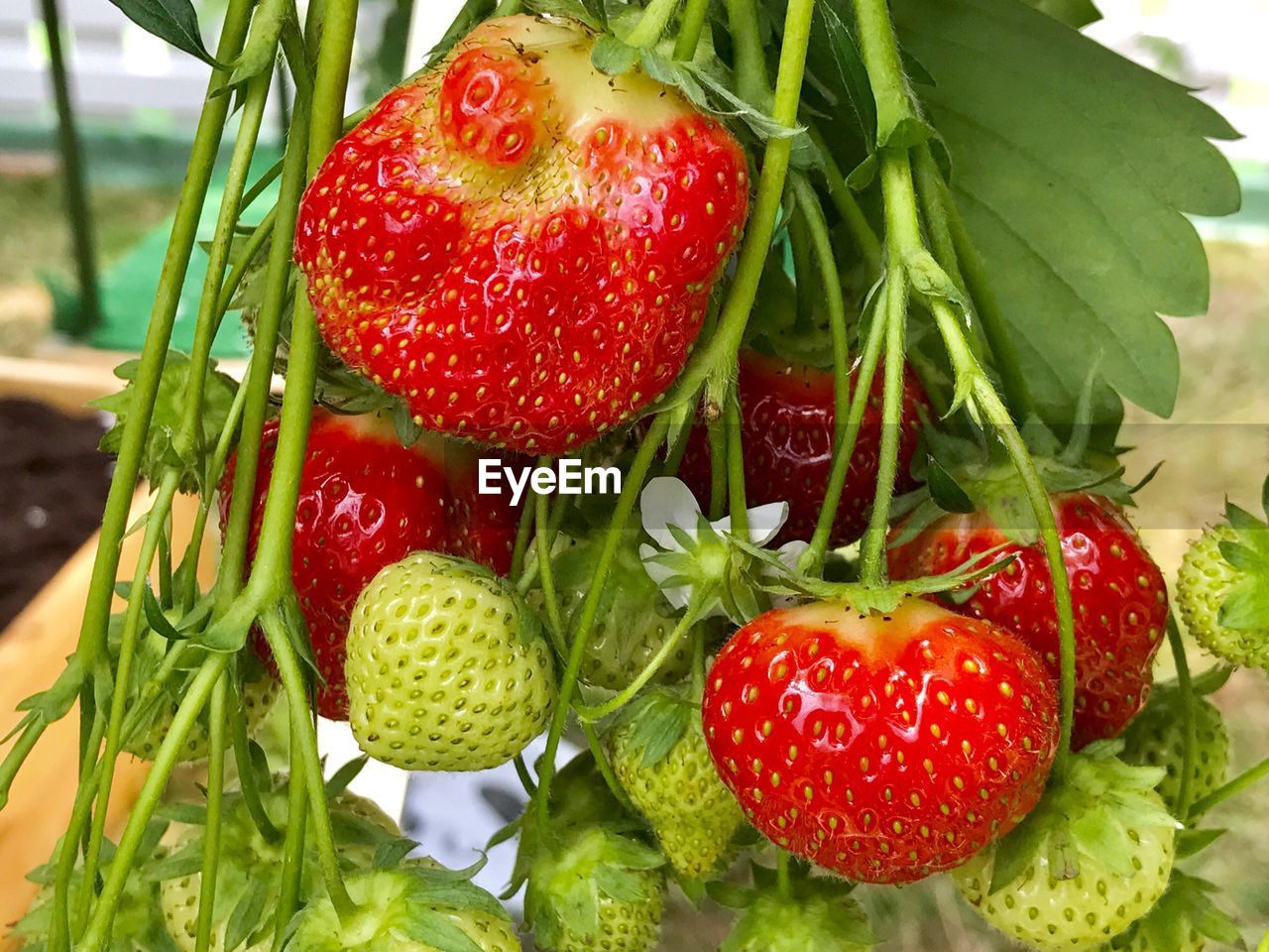 CLOSE-UP OF STRAWBERRIES ON STRAWBERRY
