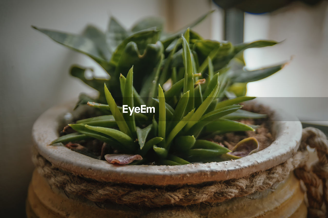 Close-up of potted plant