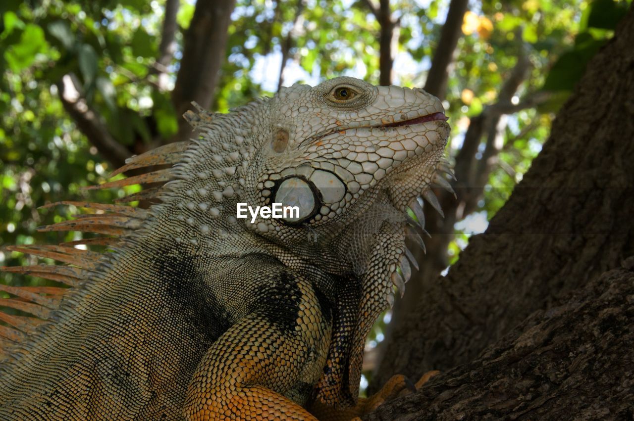 Close-up of lizard on tree trunk in forest