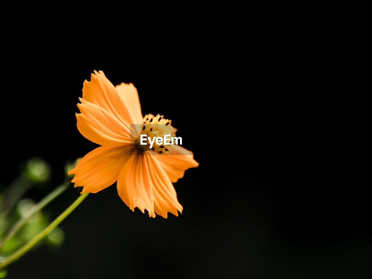 CLOSE-UP OF YELLOW COSMOS AGAINST BLACK BACKGROUND