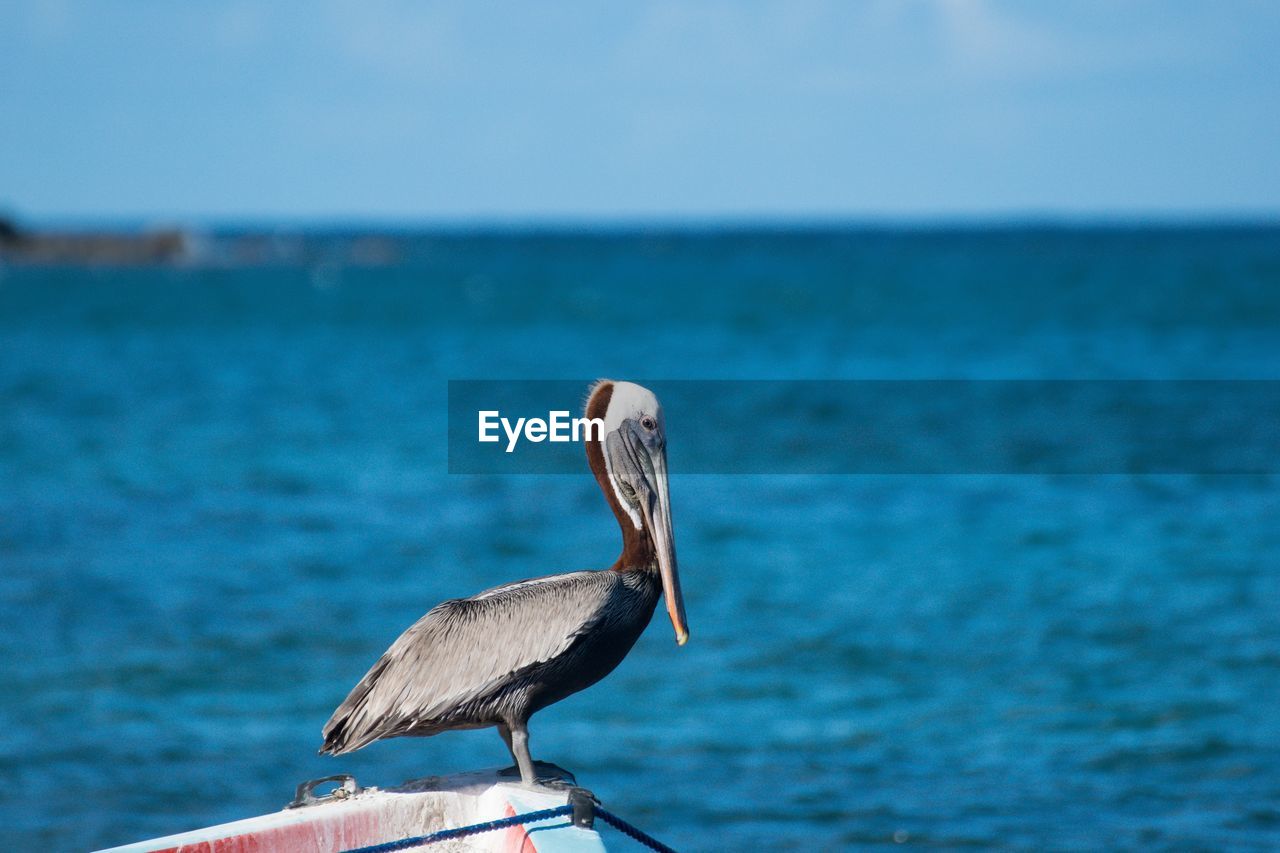 VIEW OF SEAGULL PERCHING ON A SEA