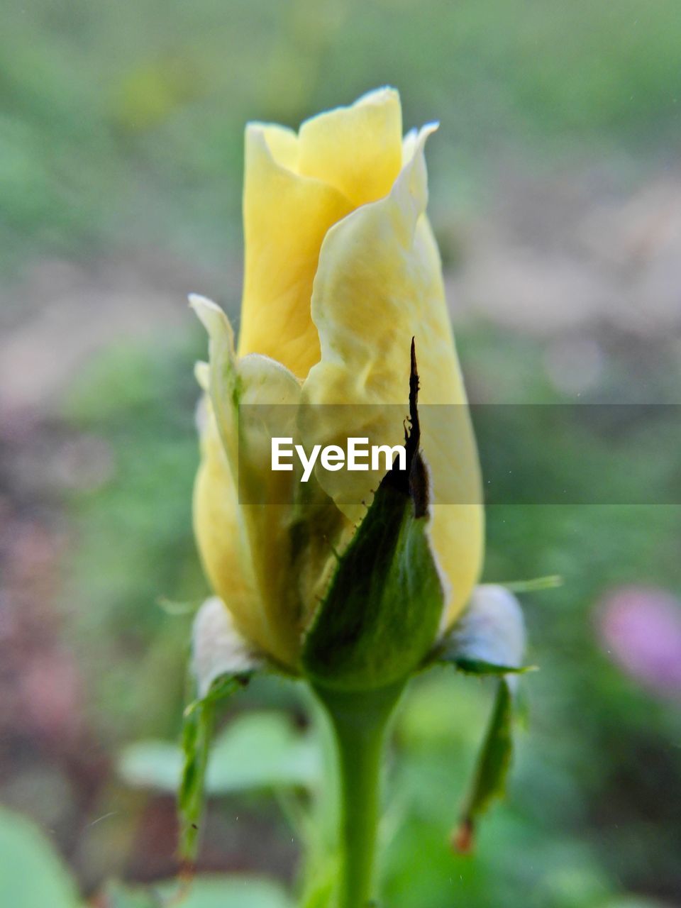 CLOSE-UP OF YELLOW ROSE FLOWER BUD