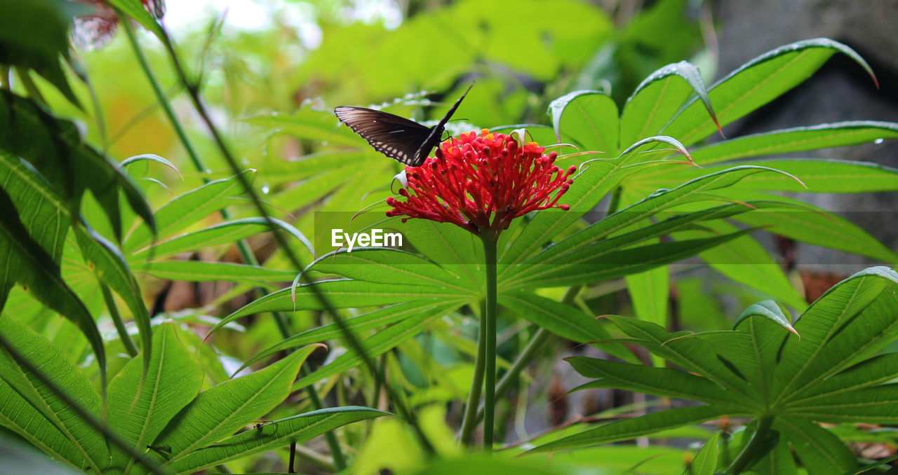 Close-up of butterfly on red flower