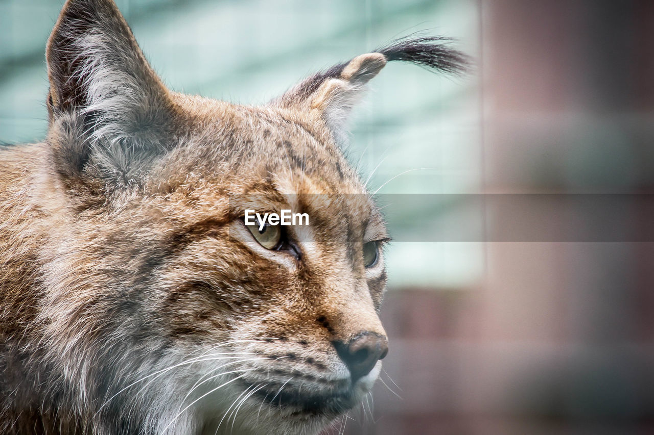 CLOSE-UP OF A CAT