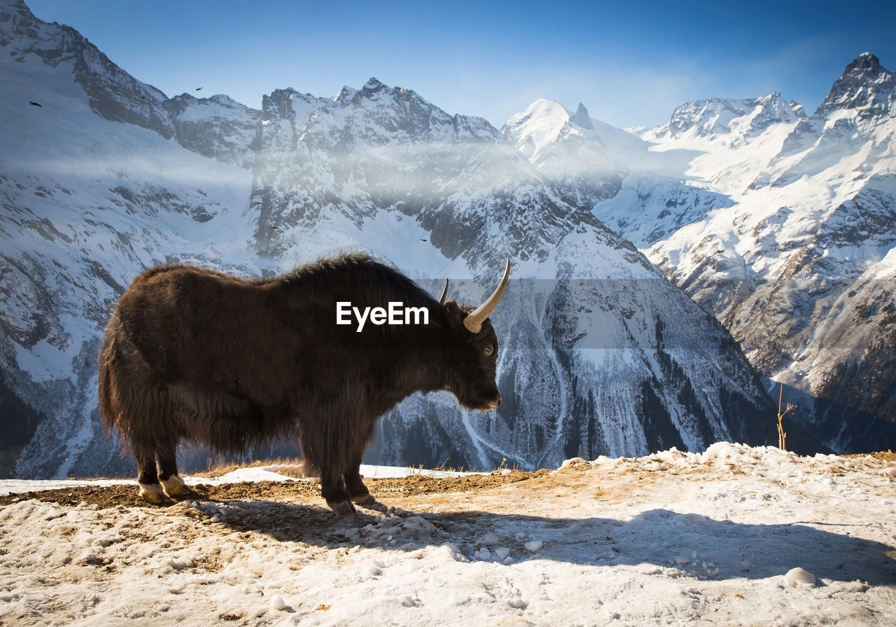 VIEW OF HORSE ON SNOW COVERED MOUNTAIN