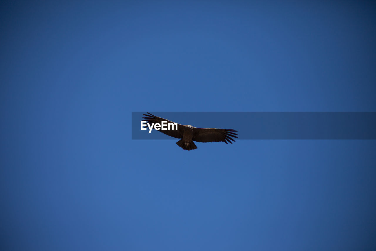 Eagle in flight