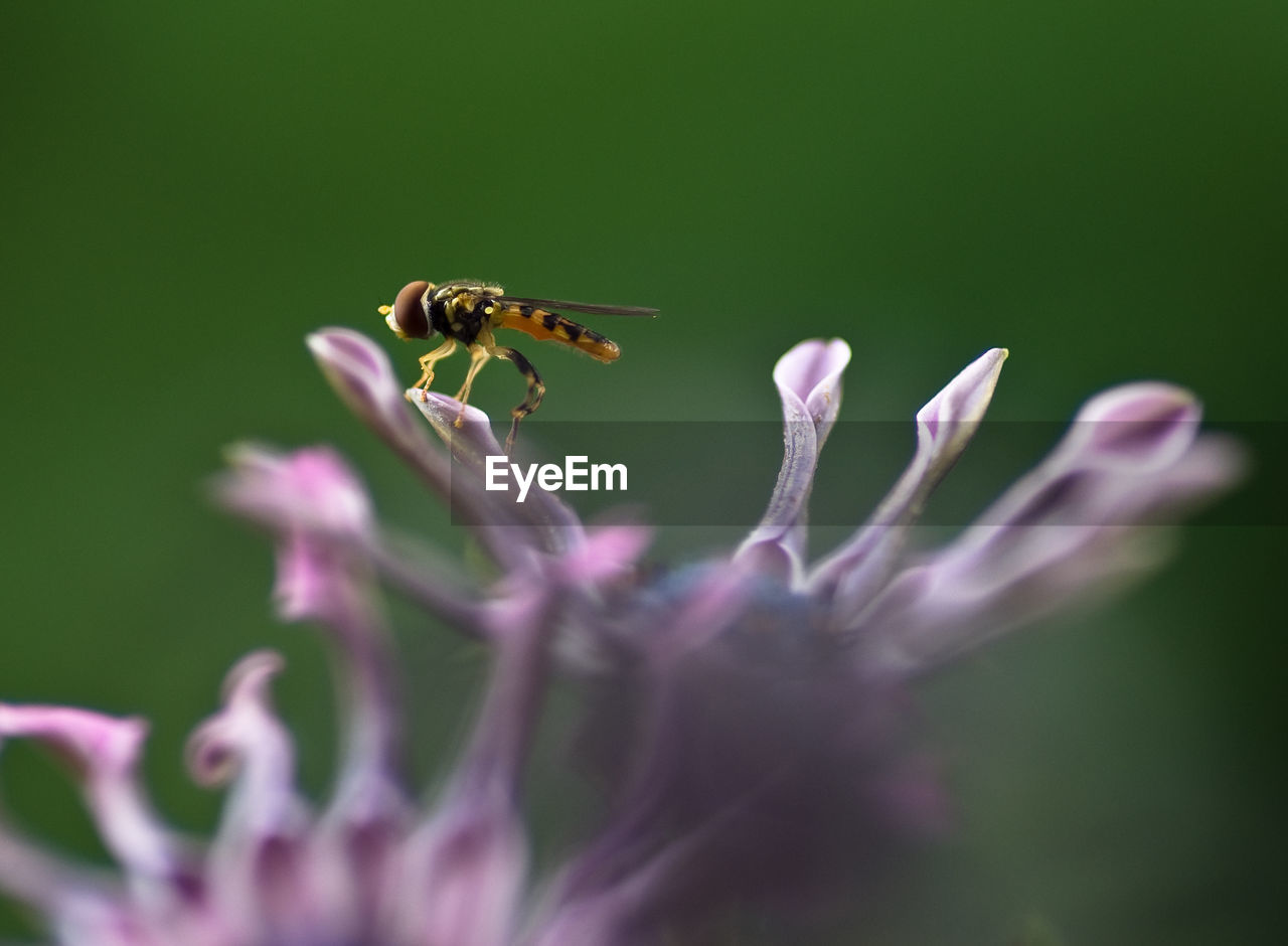 CLOSE-UP OF HONEY BEE ON FLOWER