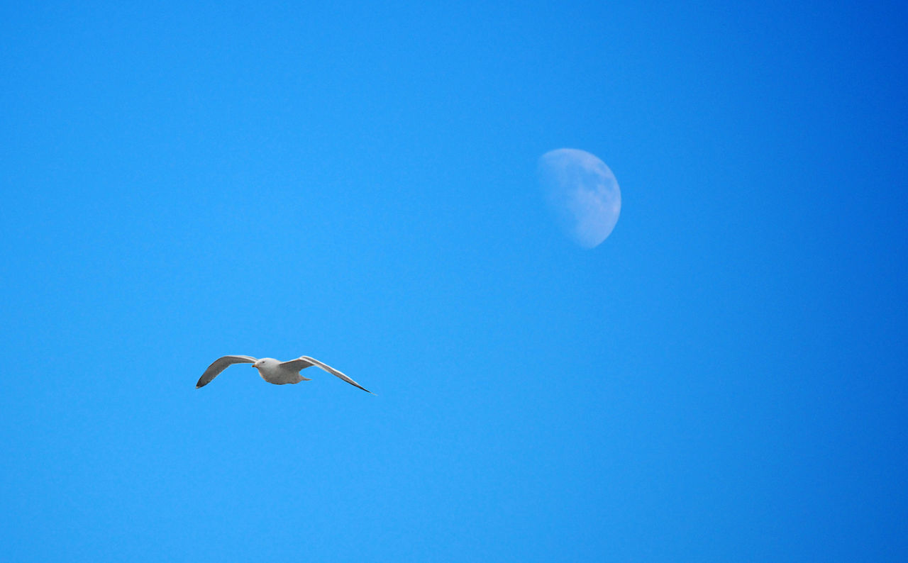 Low angle view of bird flying against clear blue sky