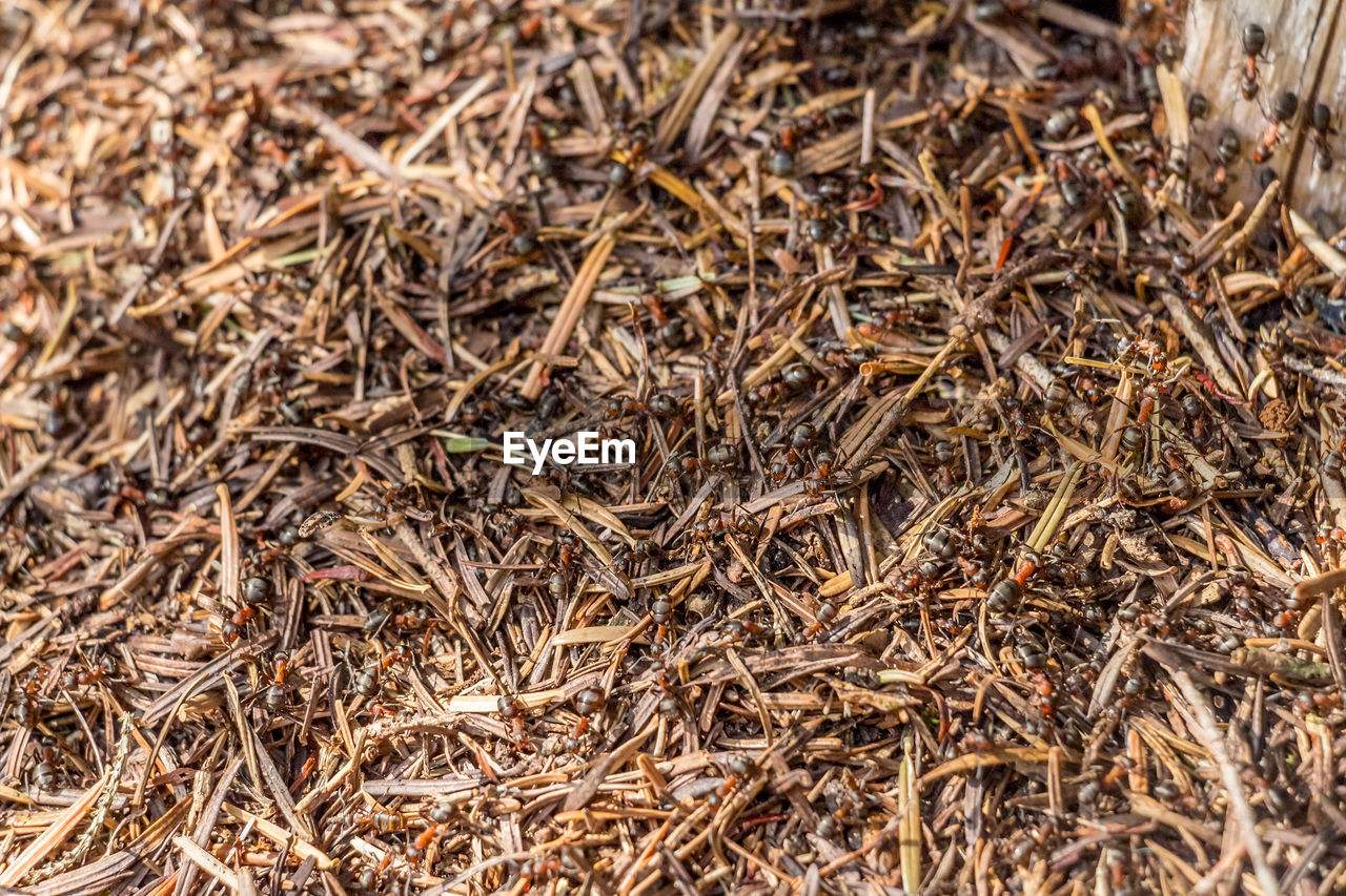 High angle view of ants on field