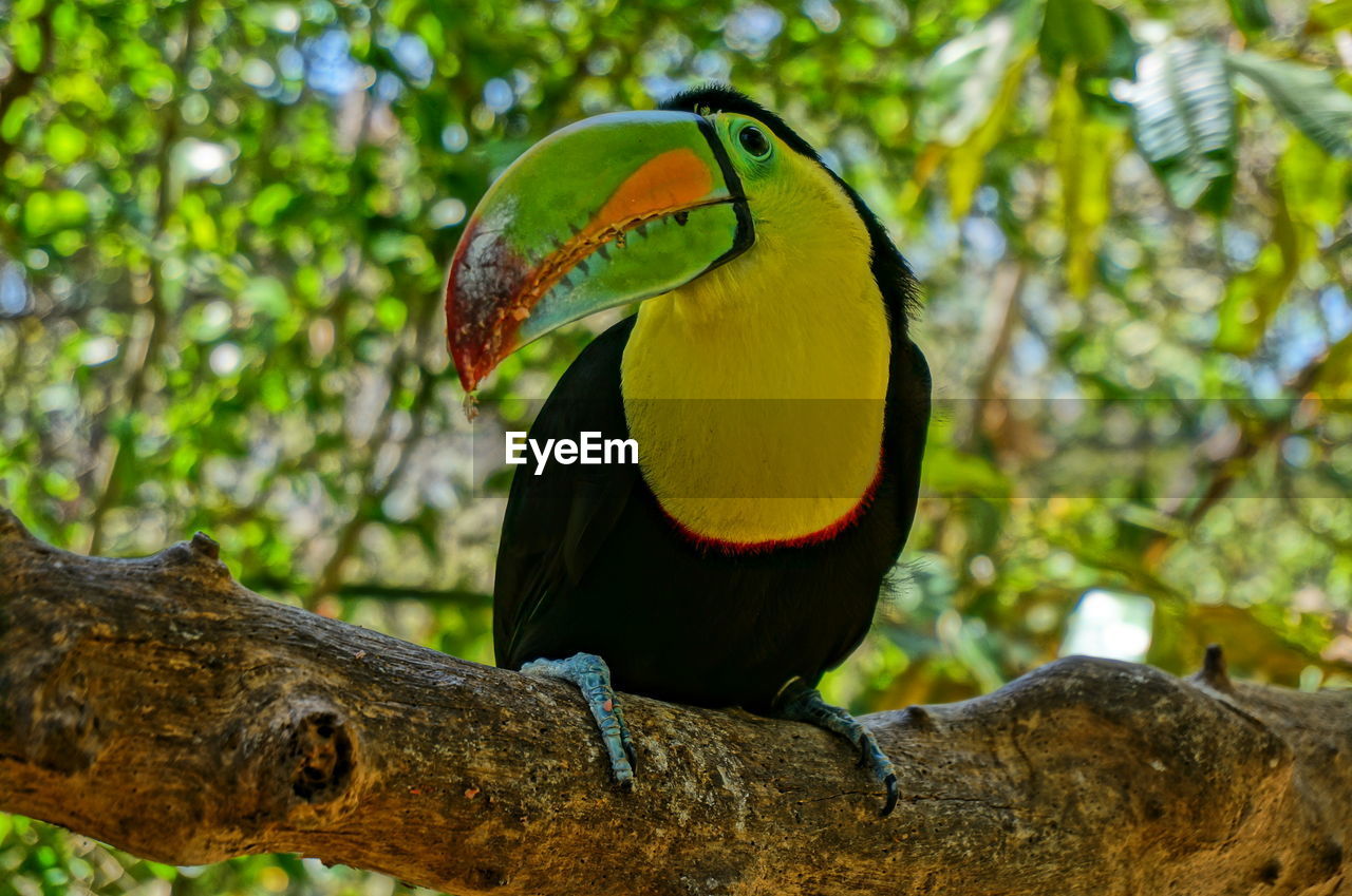 Keel-billed toucan perching on tree