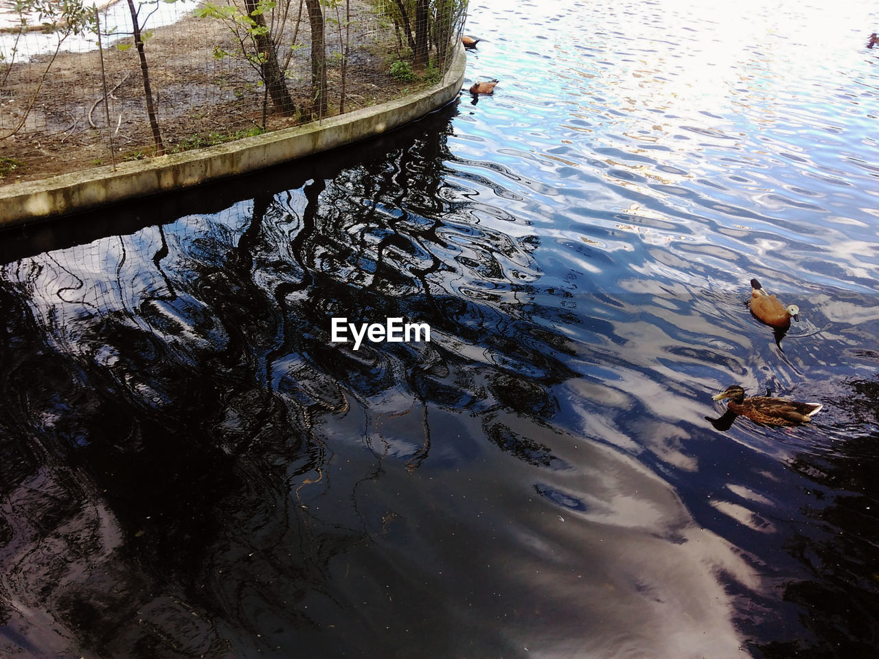 HIGH ANGLE VIEW OF DUCK SWIMMING ON LAKE