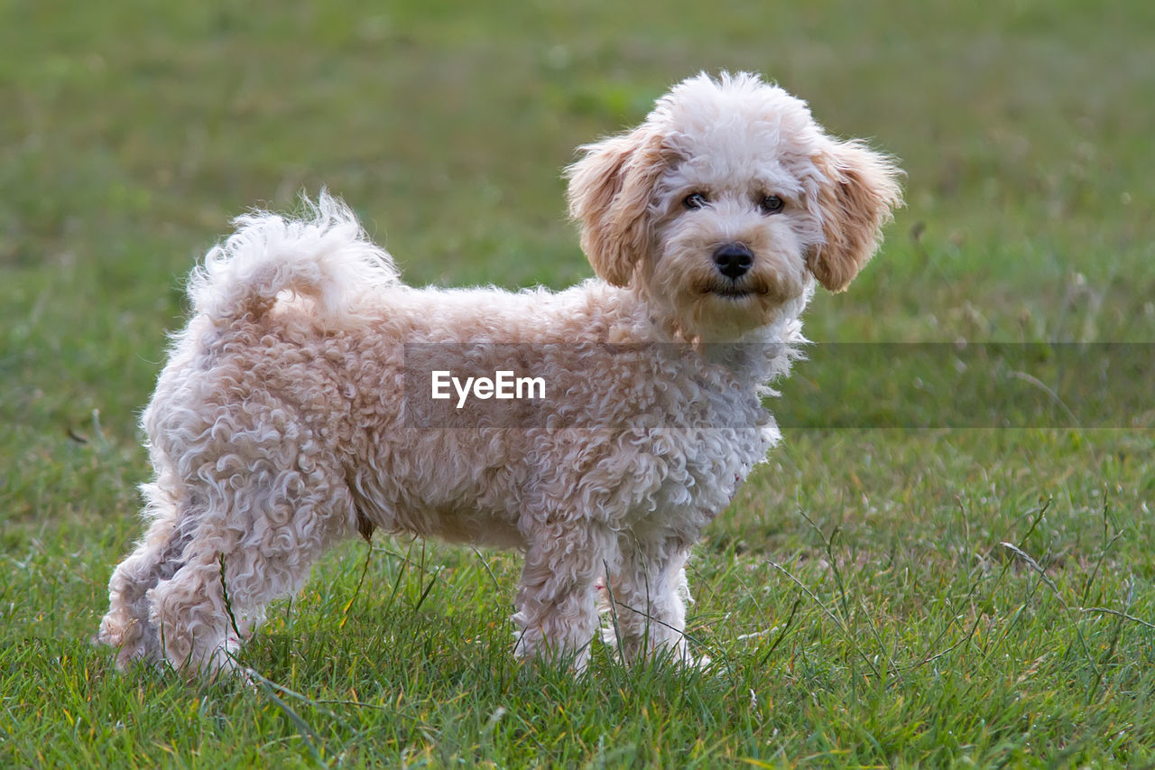 Portrait of dog standing on grassy field