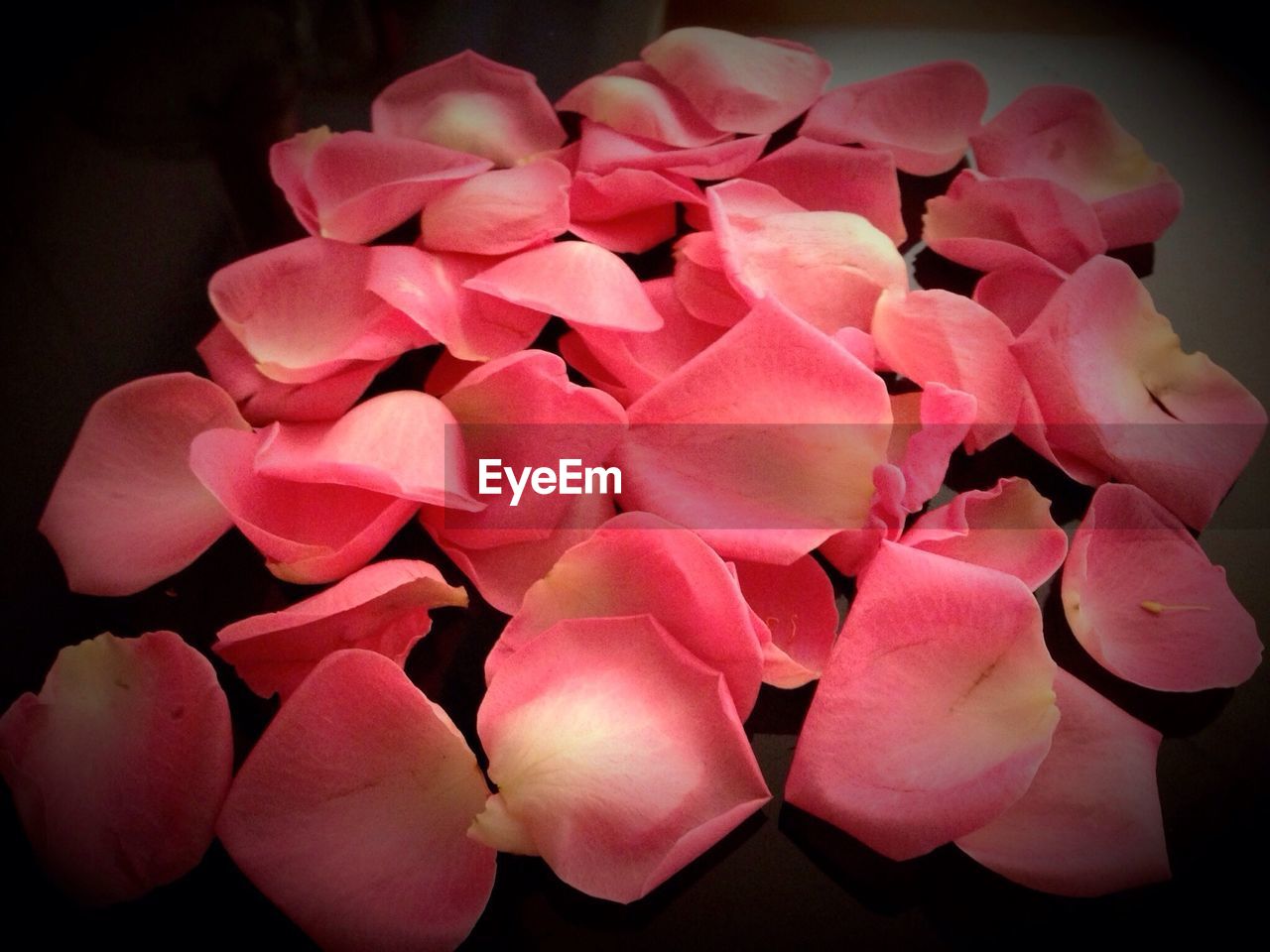 Close-up of rose petals