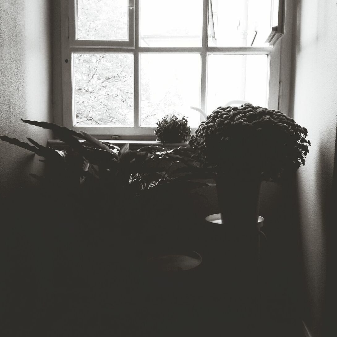 Potted plants by window