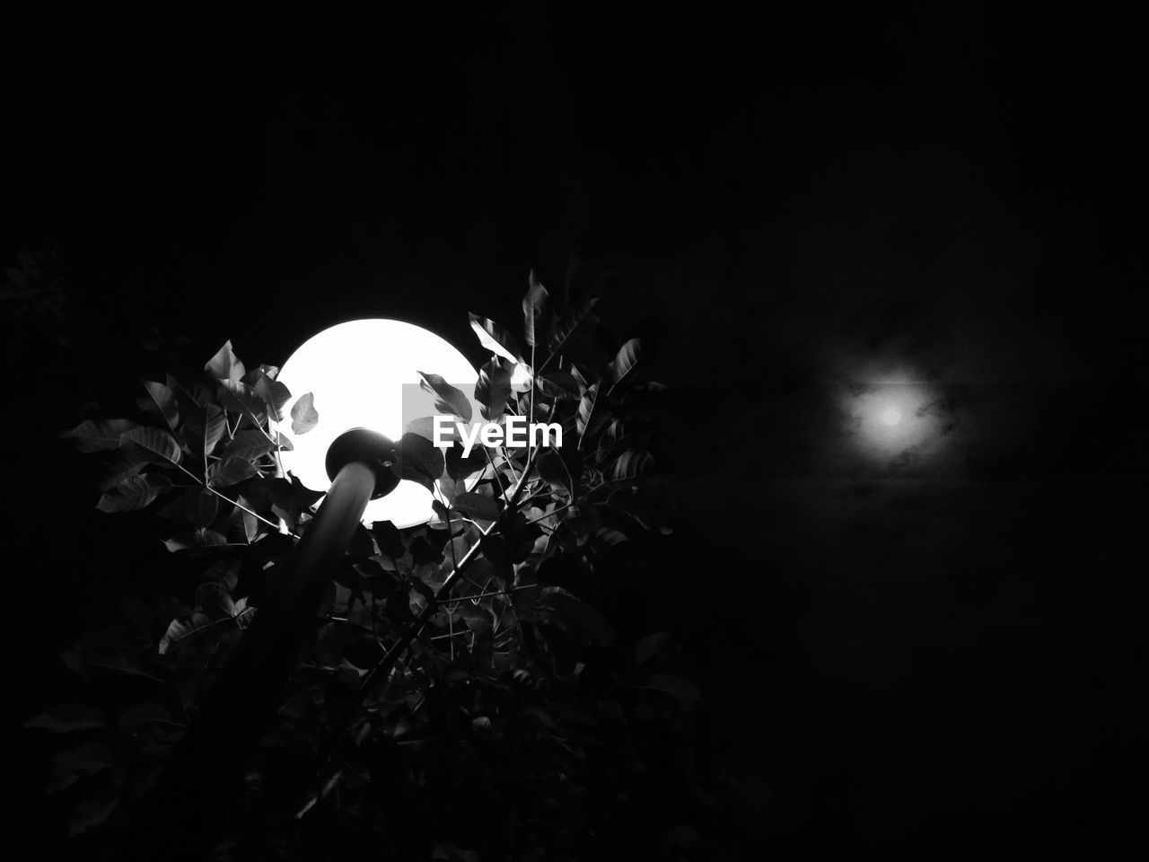 LOW ANGLE VIEW OF ILLUMINATED PLANT AGAINST MOON