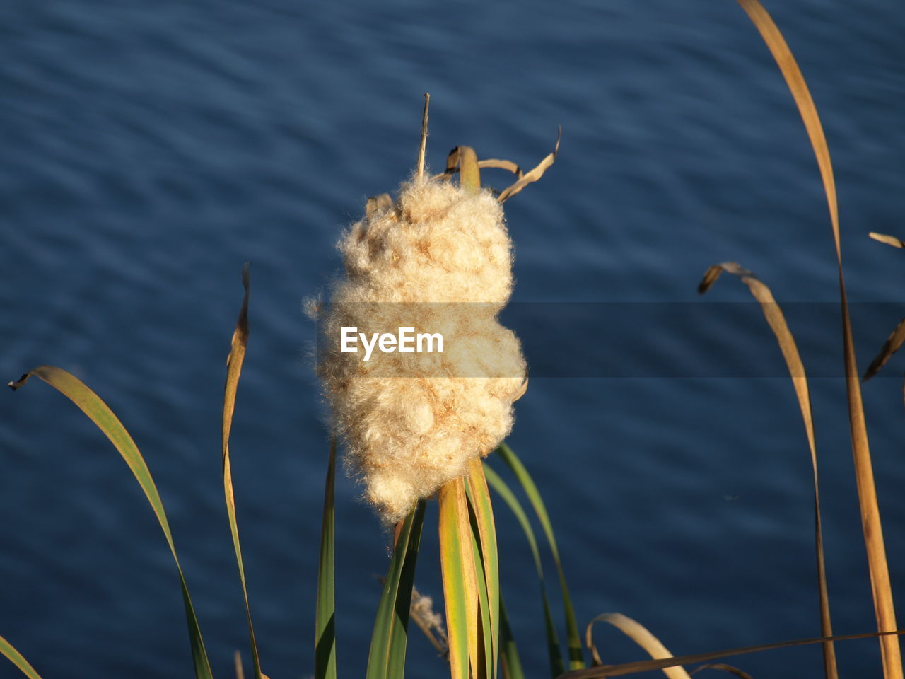 Close-up of a plant against the lake