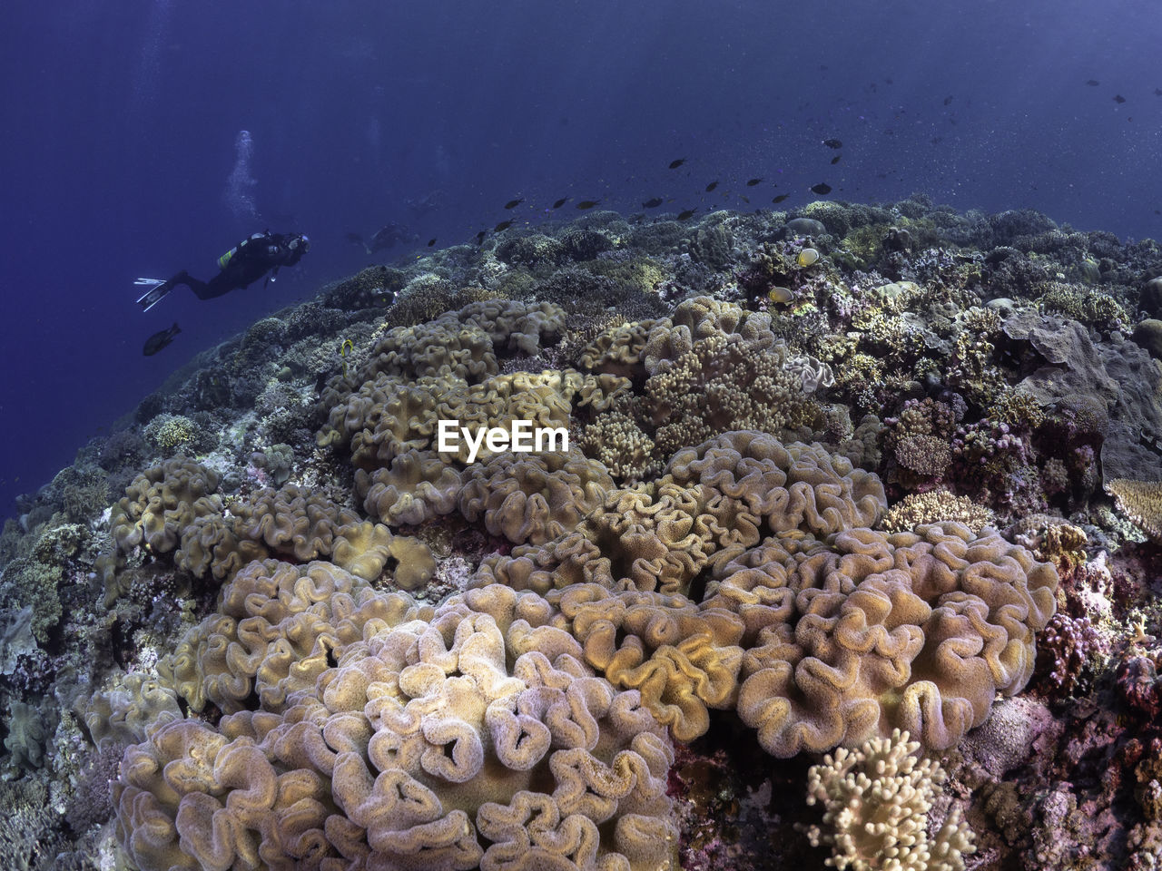 High angle view of fish swimming in sea