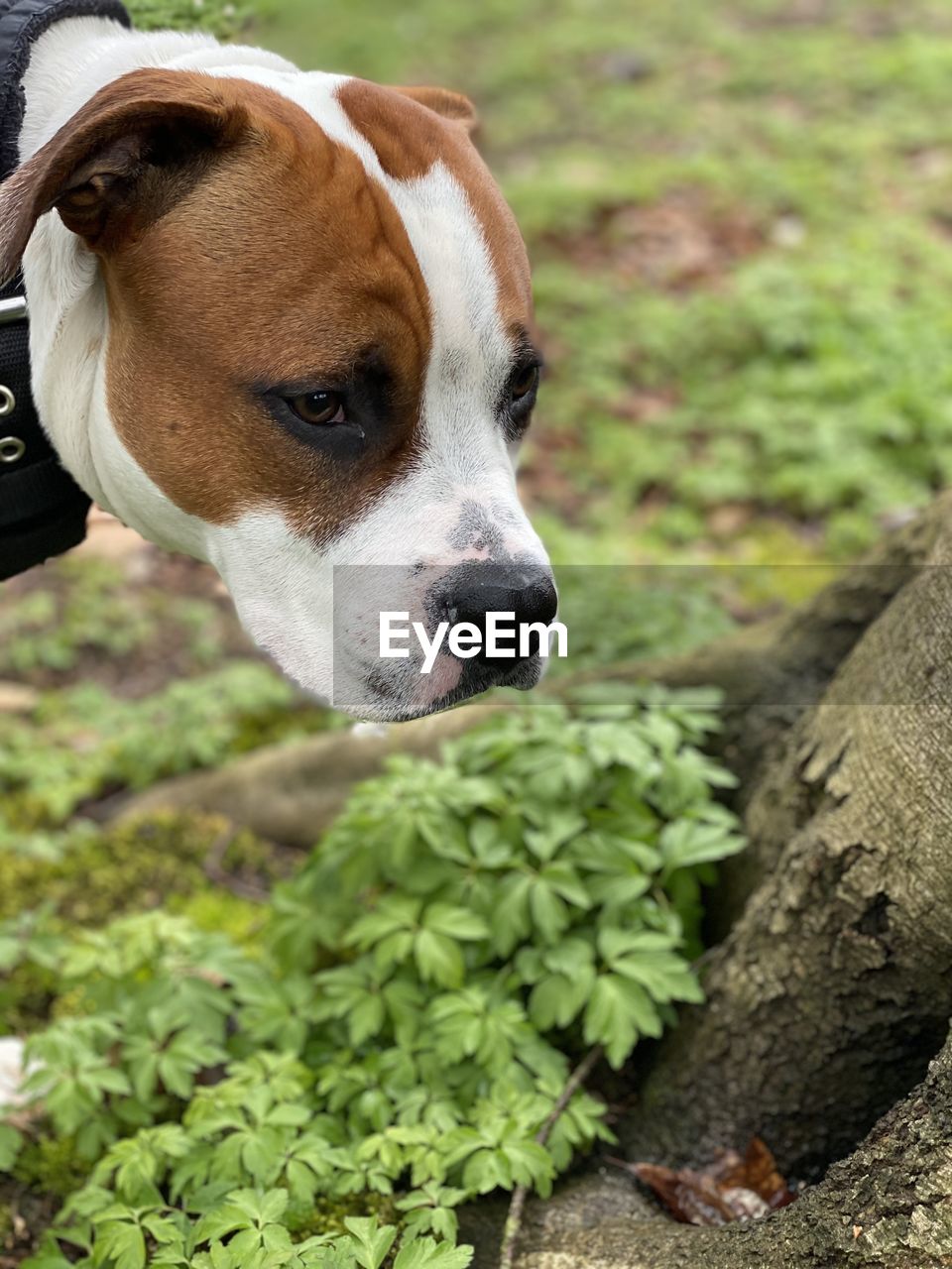 CLOSE-UP OF A DOG LOOKING AWAY ON FIELD