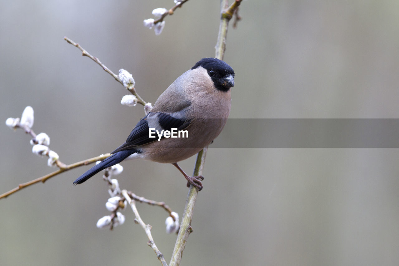 CLOSE-UP OF BIRDS PERCHING ON TWIG